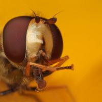 Hoverfly cleaning itself 